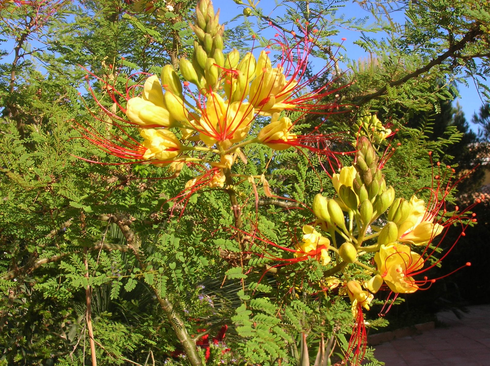 Recregarden CAESALPINIA GILLIESII